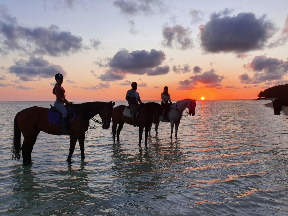Evening Bliss: Coastal Horse Ride