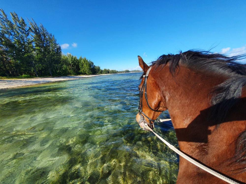 Lagoon Ride: Beach Horse Ride in Southern Mauritius
