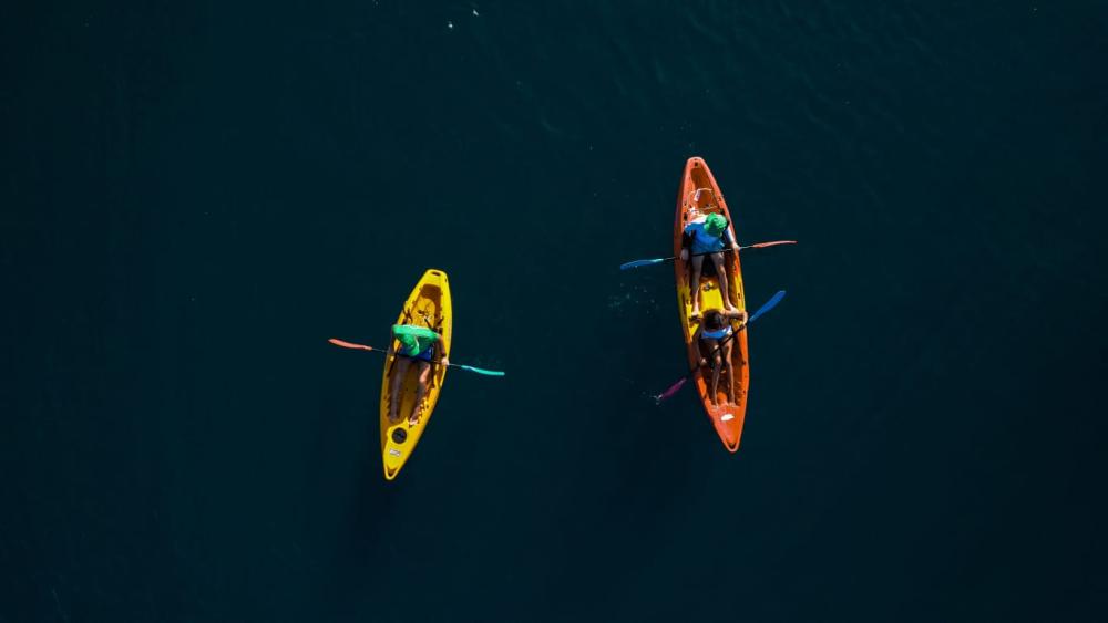 Kayak: Dolphin Encounter