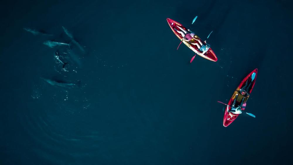Kayak: Dolphin Encounter
