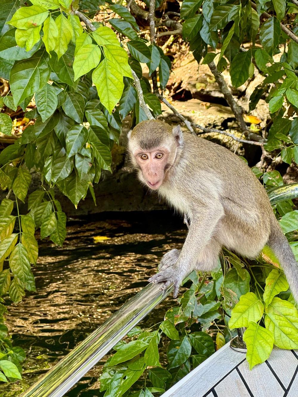 Catamaran: Île aux Cerfs Cruise via GRSE Waterfall