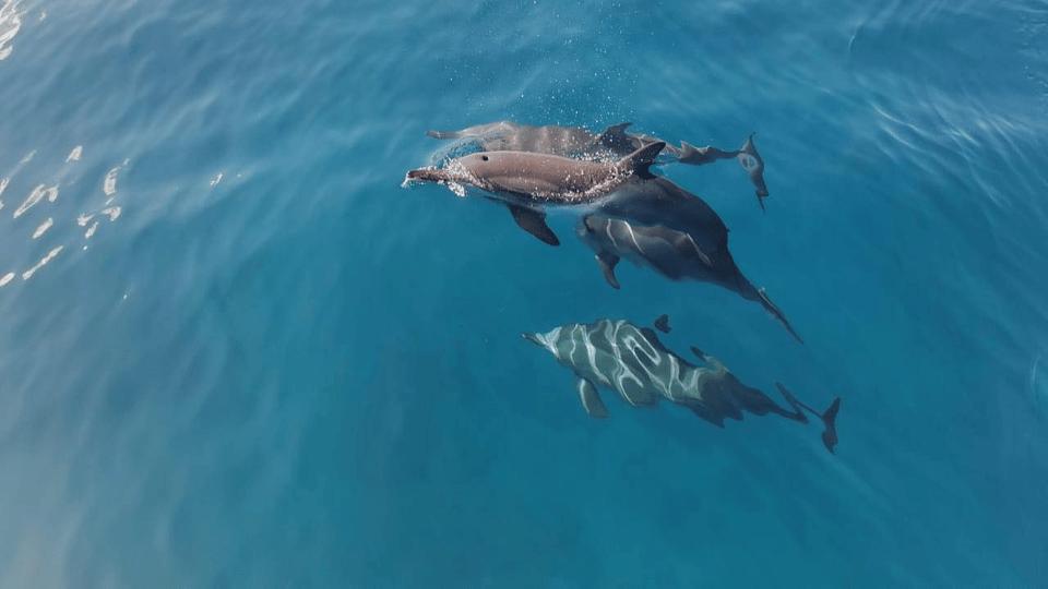 Ocean Bliss: Private Cruise to Île aux Bénitiers