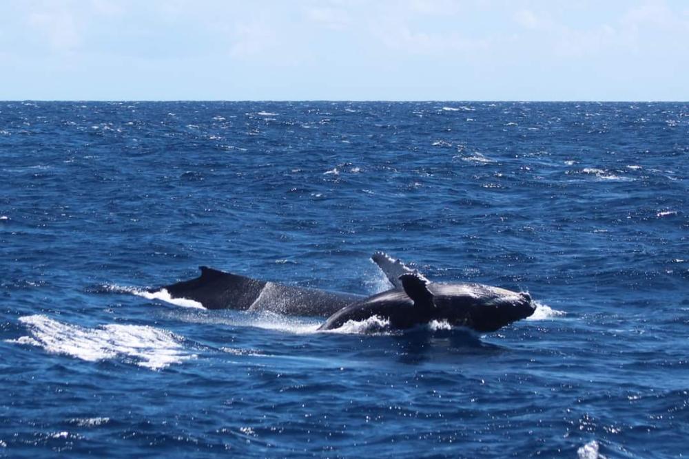 Island Splash: Dolphins, Whales & the Magic of Île aux Bénitiers