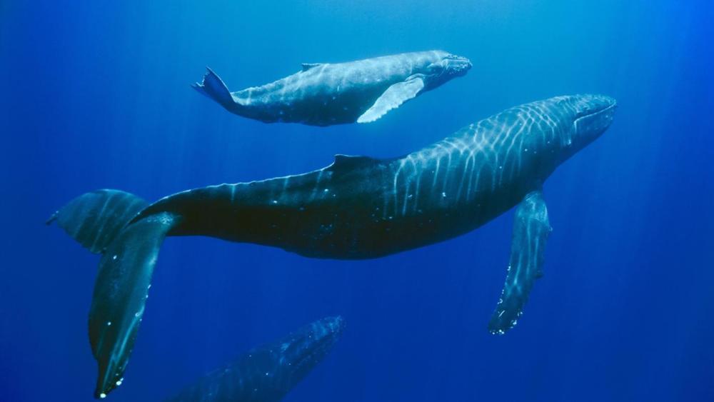 Speedboat: Whale Watching Experience