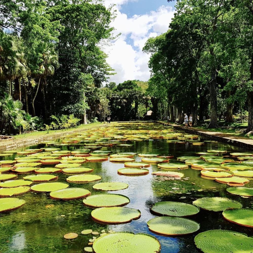 Classic North Mauritius Discovery Tour