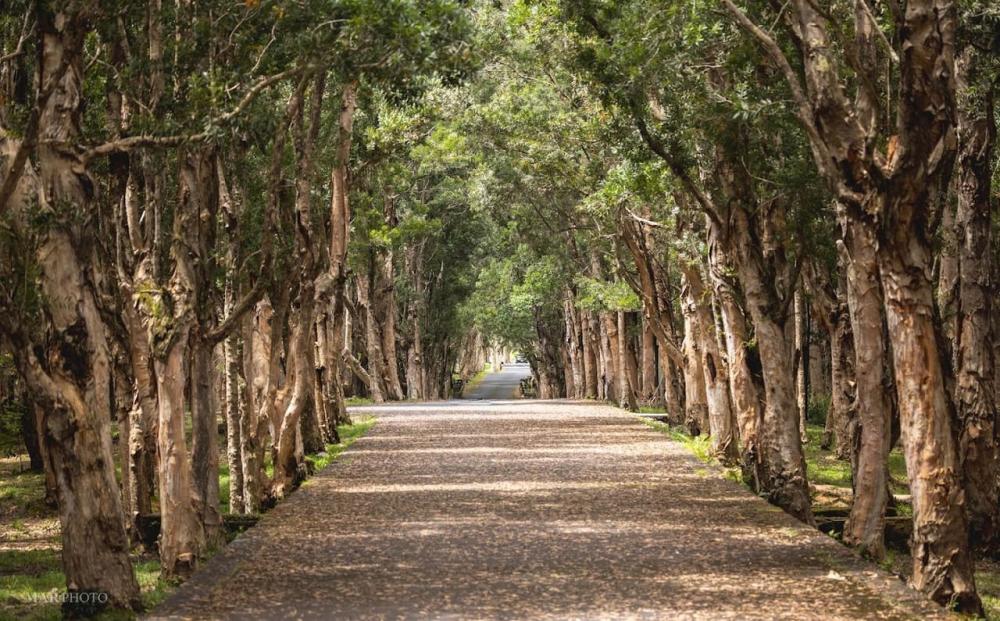 Discover South Mauritius: Chamarel, Seven Coloured Earth & Vallée