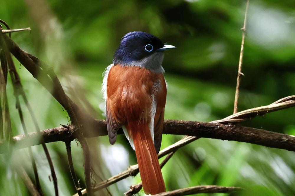 Mauritius: Ebony Forest & Le Morne Beach Tour