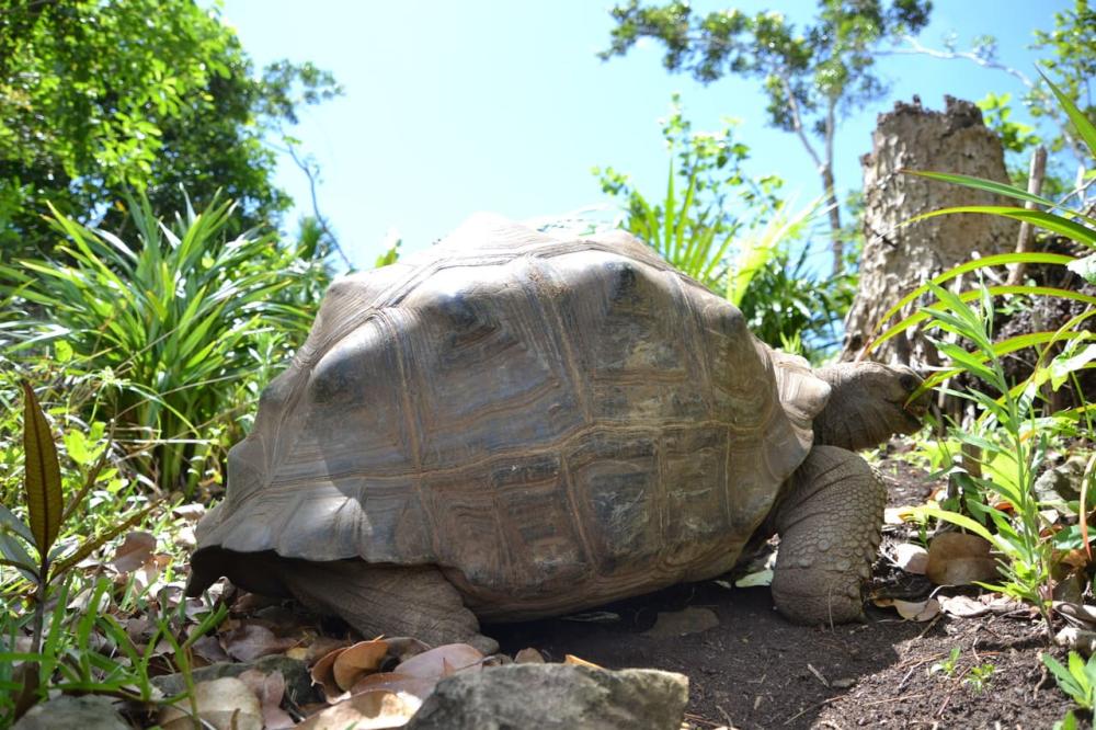 Mauritius: Ebony Forest & Le Morne Beach Tour