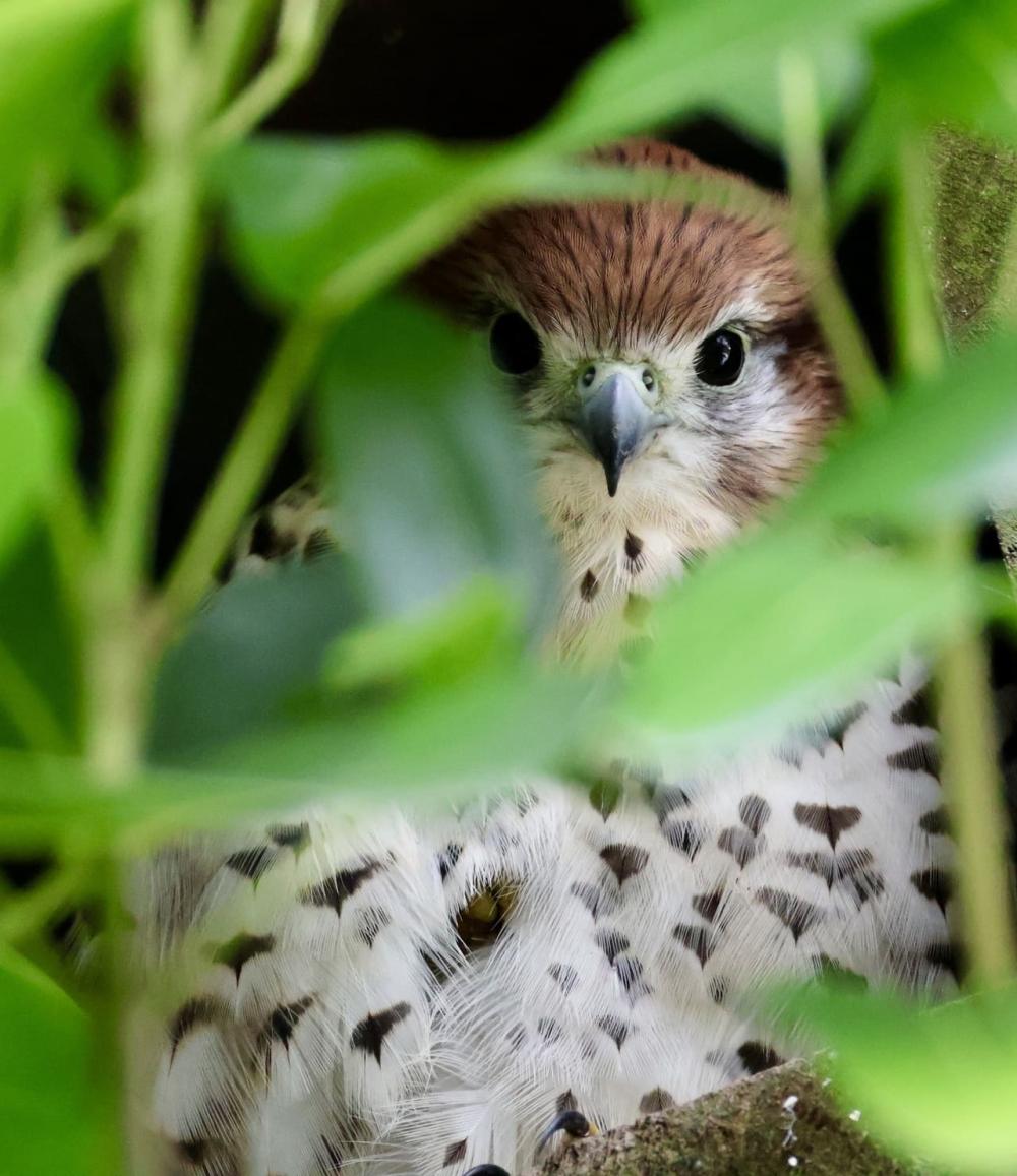 Mauritius: Ebony Forest & Le Morne Beach Tour