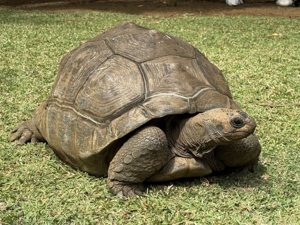 Mauritius Tea Route Tour: Aubineaux, Bois Chéri & Saint Aubin