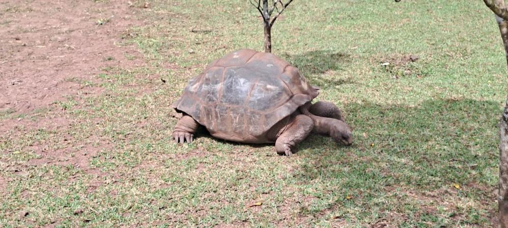 Mauritius South Highlights Tour: Waterfalls & Scenic Viewpoints