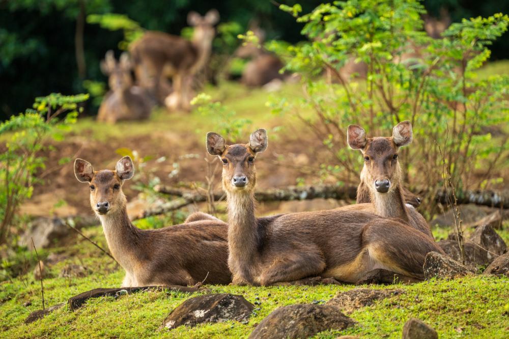 Mauritius South Highlights Tour: Waterfalls & Scenic Viewpoints