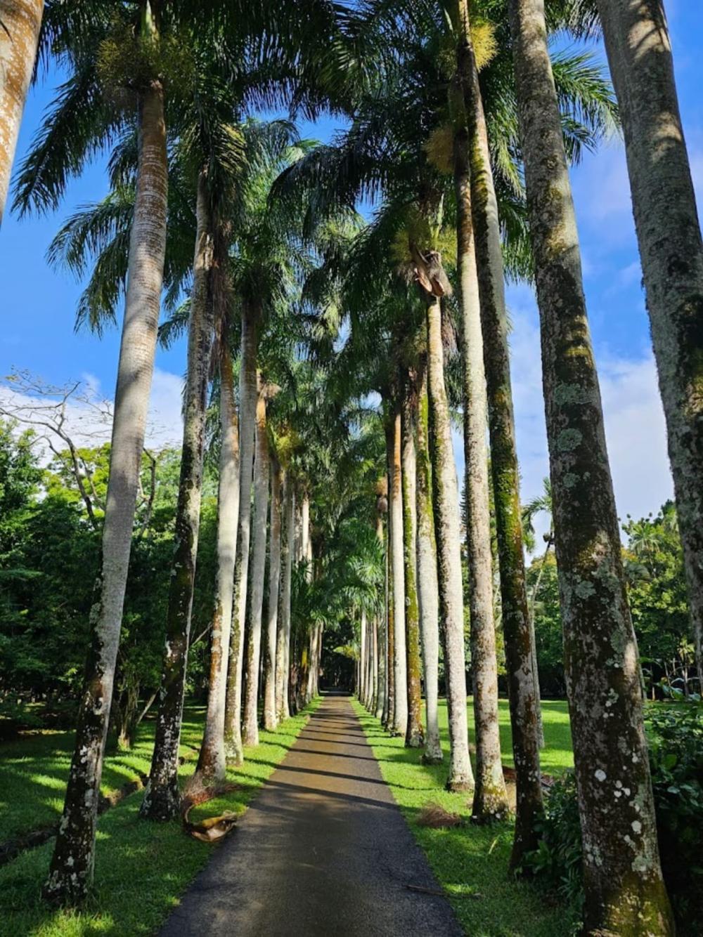 Classic North Mauritius Discovery Tour