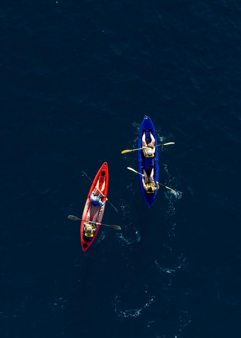 Kayak: Dolphin Encounter