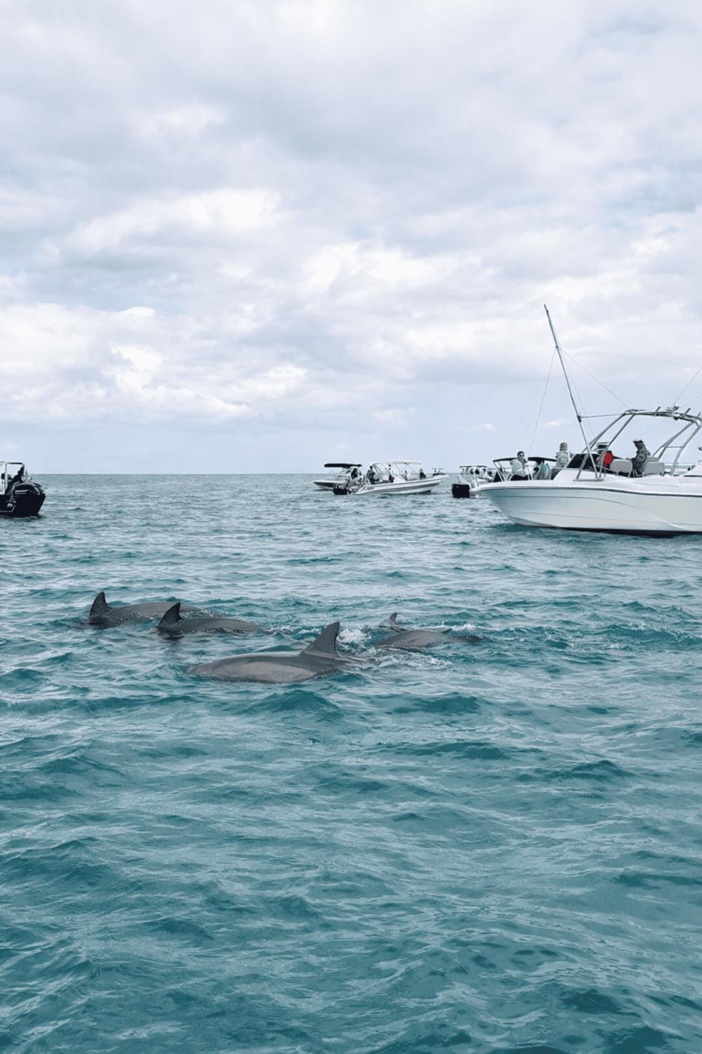Speedboat: Swim with Dolphins Experience