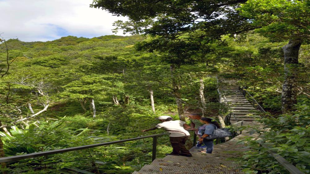Ebony Forest & Plage du Morne – Excursion Privée à l’Île Maurice