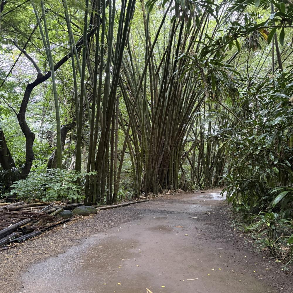 Bois Chéri Tea Factory, Joli Bois & La Vanille Nature Park with Lunch – Private Tour