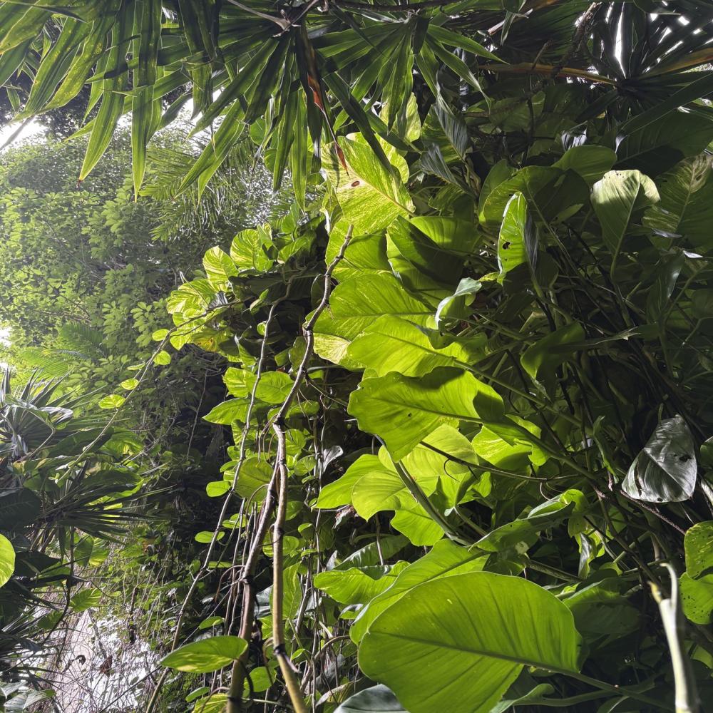 Bois Chéri Tea Factory, Joli Bois & La Vanille Nature Park with Lunch – Private Tour