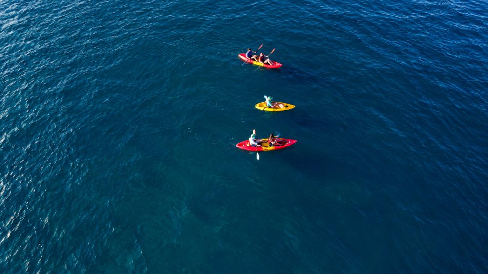 Morning Kayaking Adventure with Dolphins