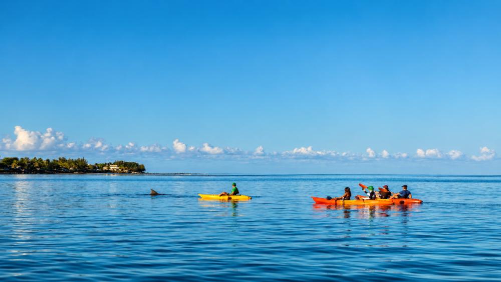 Morning Kayaking Adventure with Dolphins