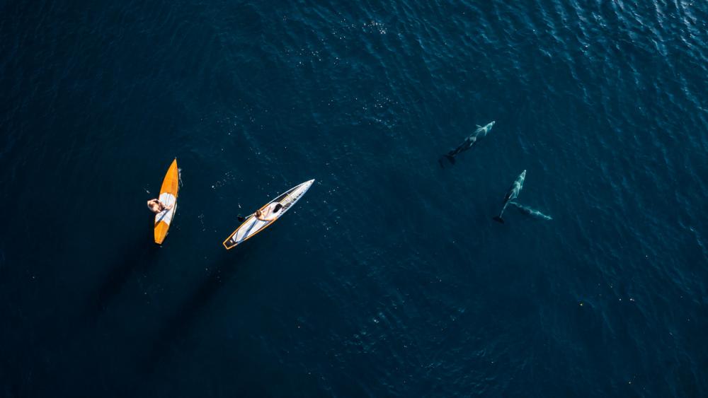 Morning Kayaking Adventure with Dolphins