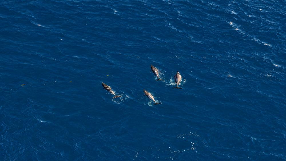 Morning Kayaking Adventure with Dolphins