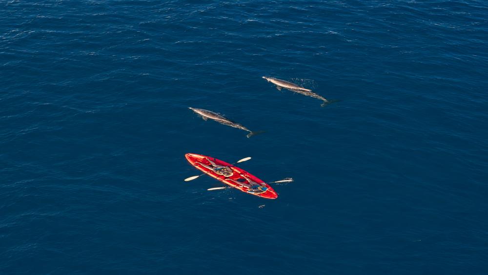 Morning Kayaking Adventure with Dolphins