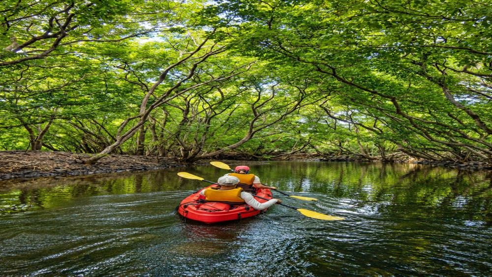 Kayaking on the Tamarin River – Nature Adventure