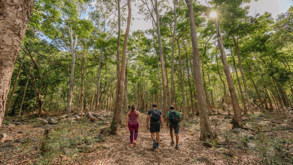 Hiking in Mauritius - Black River Gorges Lower Park Entrance Forest Hike