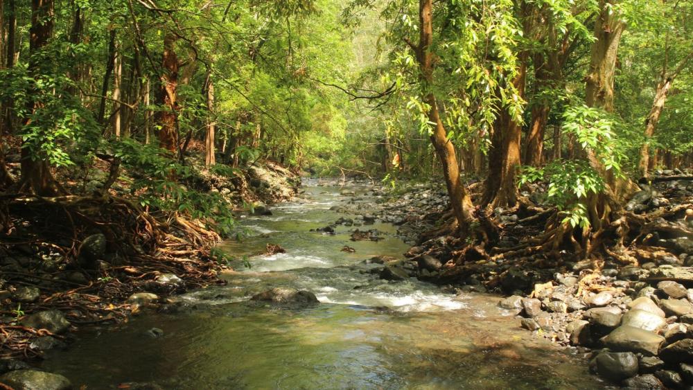 Hiking in Mauritius - Black River Gorges Lower Park Entrance Forest Hike